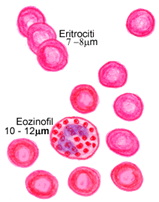 velicina eozinofila